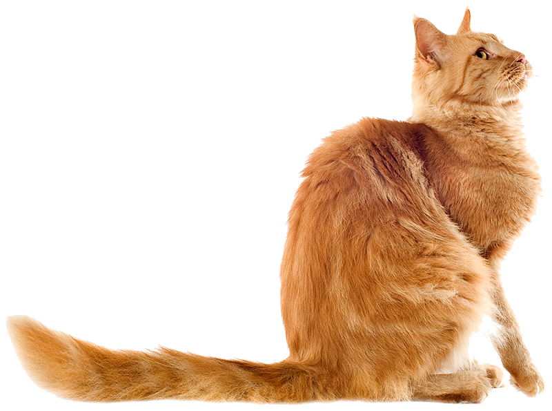 ginger-maine-coon-catx